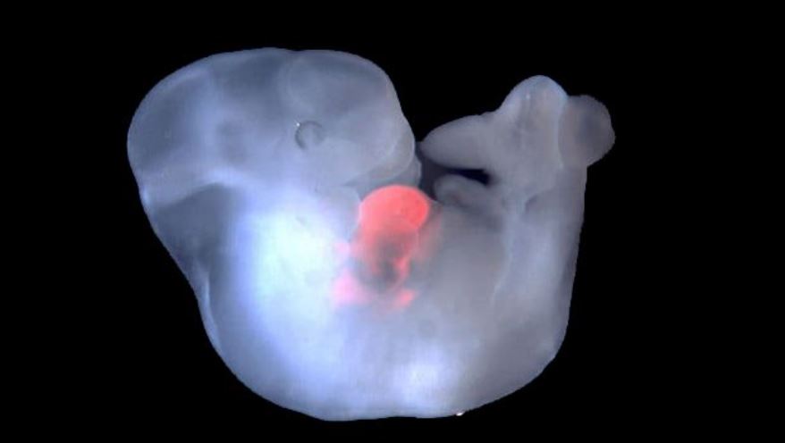 Primi embrioni uomo-scimmia creati in Cina per ‘coltivare’ organi: com’è possibile