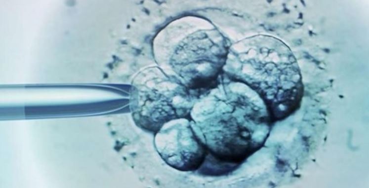 Ottenuti in laboratorio primi embrioni umani 'sintetici'. In Israele l'utero artificiale