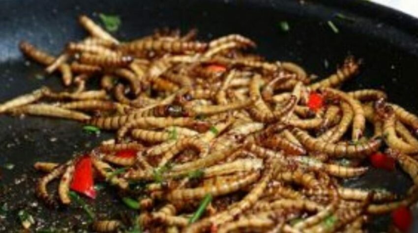 In Veneto sarà possibile allevare e mangiare insetti.