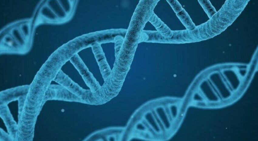 Le cellule convertono Rna in Dna: la scoperta che demolisce il dogma della biologia