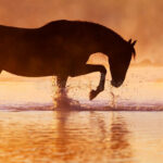 Bevi dove beve il cavallo, lui non berrà mai acqua cattiva