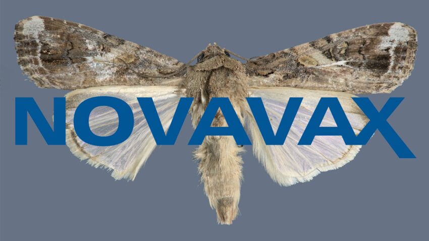 Novavax il vaccino che utilizza cellule del verme (larva) Spodoptera frugiperda
