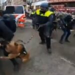 Shock ad Amsterdam, scene che non avremmo mai creduto di vedere: la polizia con i cani contro i manifestanti.