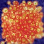 Vaccino Covid: troppe dosi possono paralizzare il sistema immunitario e causare un immunodeficienza