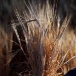 Ucraina: l'Ungheria vieta le esportazioni di grano