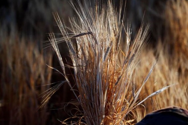Ucraina: l’Ungheria vieta le esportazioni di grano