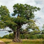 Un albero russo è stato cacciato da una gara per alberi, vinta poi da un albero polacco