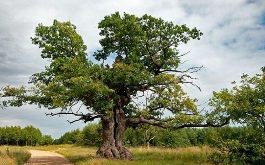 Un albero russo è stato cacciato da una gara per alberi, vinta poi da un albero polacco