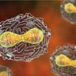 Adenovirus e poxvirus ingegnerizzati, i più usati come vettori per produrre vaccini
