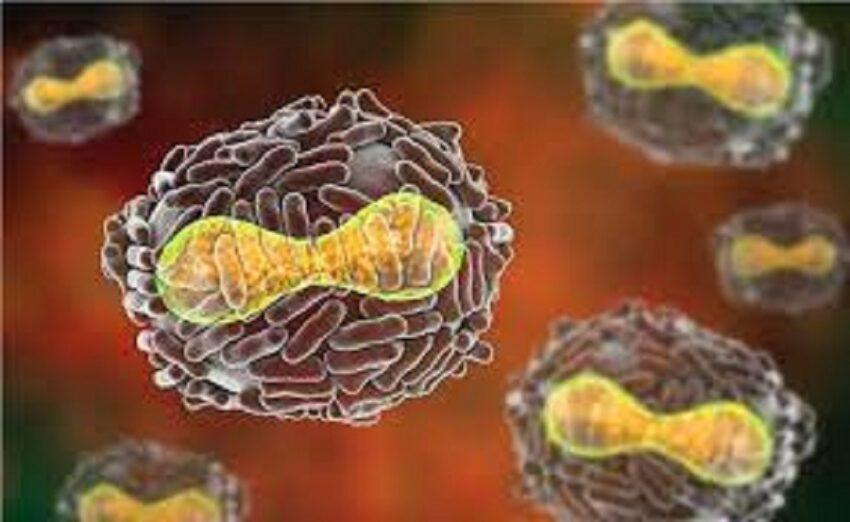 Adenovirus e poxvirus ingegnerizzati, i più usati come vettori per produrre vaccini