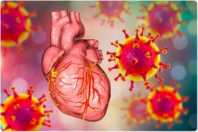 È provato: la proteina spike aumenta gli attacchi cardiaci e danneggia il sistema immunitario