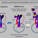 Indizi di biologia molecolare ritraggono SARS-CoV-2 come una manipolazione di laboratorio con guadagno di funzione di Bat CoV RaTG13