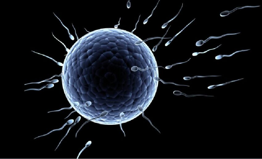 Studio su Andrology mostra una riduzione temporanea della concentrazione di spermatozoi tre mesi dopo il vaccino Pfizer