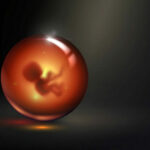 Israele crea embrioni sintetici, i primi al mondo: «Non ci sarà più bisogno di spermatozoi e ovaie»