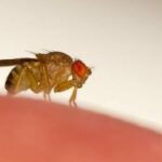 Gli scienziati hackerano i cervelli delle mosche per controllarli a distanza con nanoparticelle di ossido di ferro iniettate nel cervello