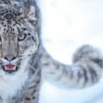 Il 23 ottobre si è celebrata la Giornata internazionale del leopardo delle nevi