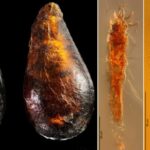 Scoperti nell’ambra due acari e un moscerino rimasti intrappolati per 230 milioni di anni, morfologicamente identici a quelli odierni