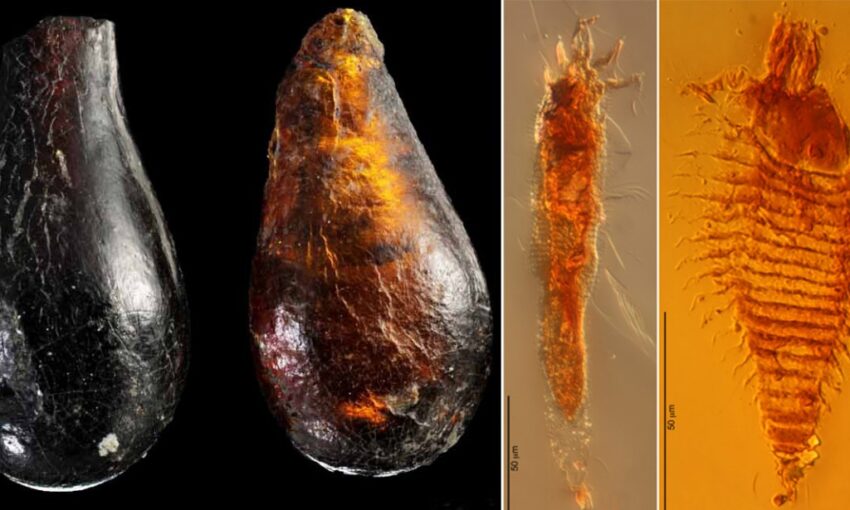 Scoperti nell’ambra due acari e un moscerino rimasti intrappolati per 230 milioni di anni, morfologicamente identici a quelli odierni