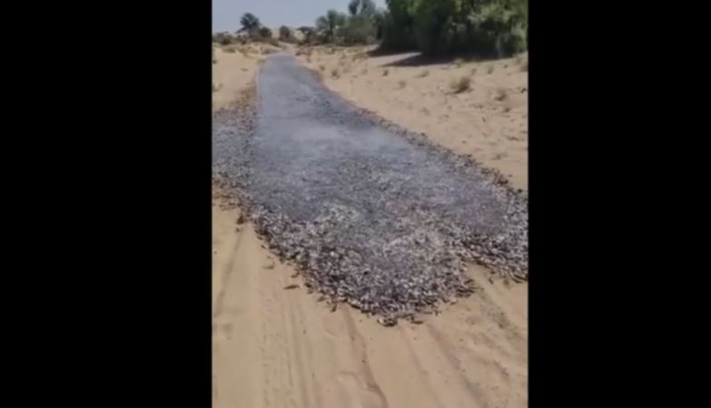Un incredibile fenomeno: fiume di piccoli pesci nel deserto di Saleh Pat in Pakistan.