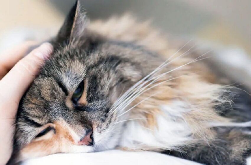 Fibrosarcoma associato a microchip in un gatto
