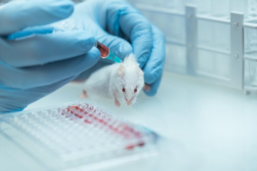Cina, crea una variante del Covid-19 che uccide il 100% dei topi “umanizzati” infetti.