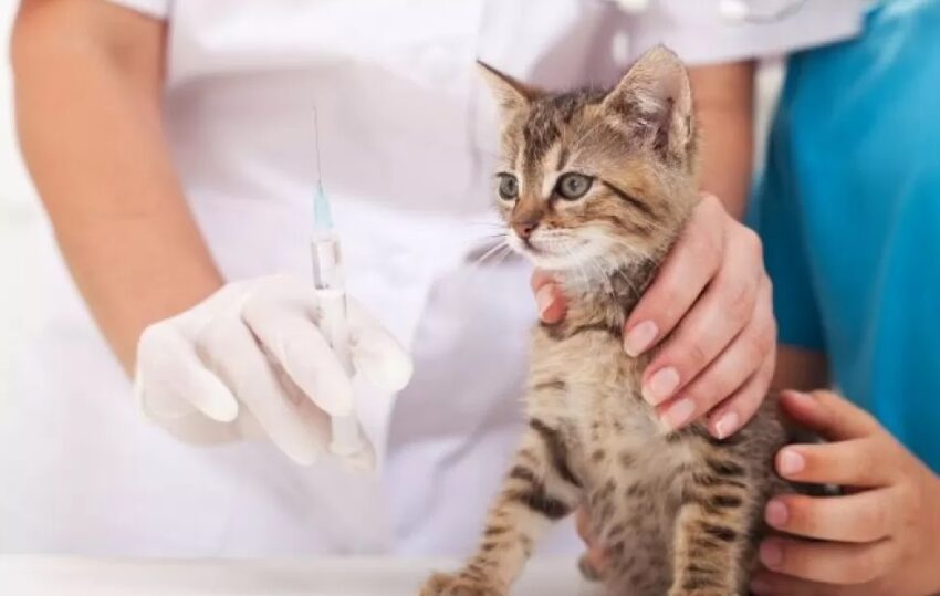 Studio sconcertante evidenzia: vaccini per gatti possono scatenare  tumori devastanti e letali
