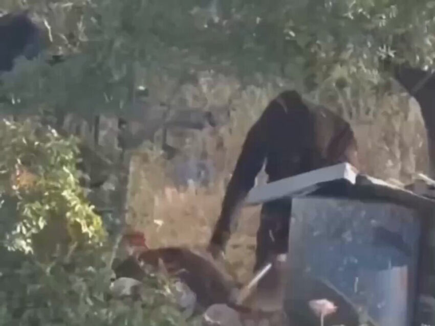 Colono israeliano uccide a bastonate un cagnolino ad Atara, vicino Ramallah